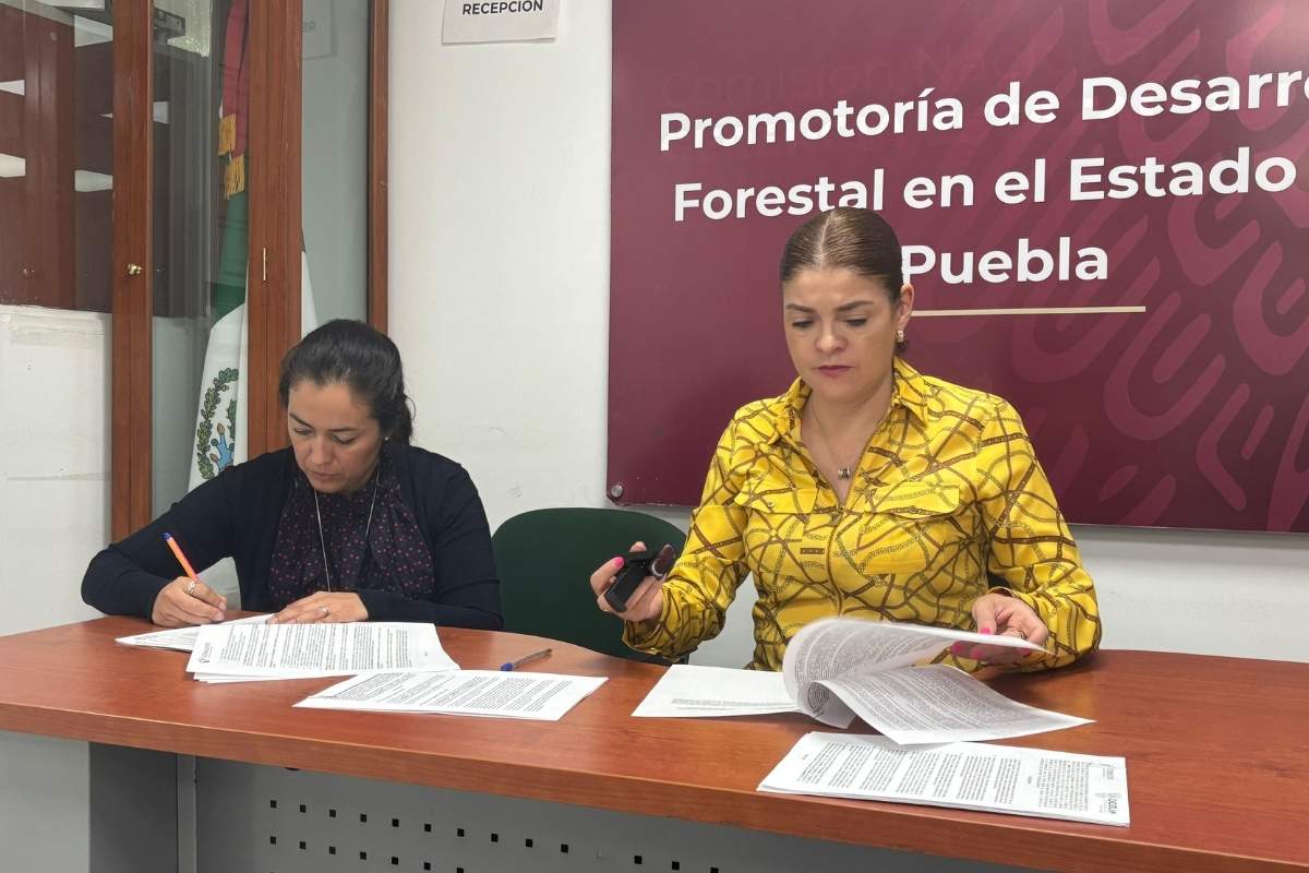 Ayuntamiento de Zacatlán y CONAFOR combatirán plagas forestales1
