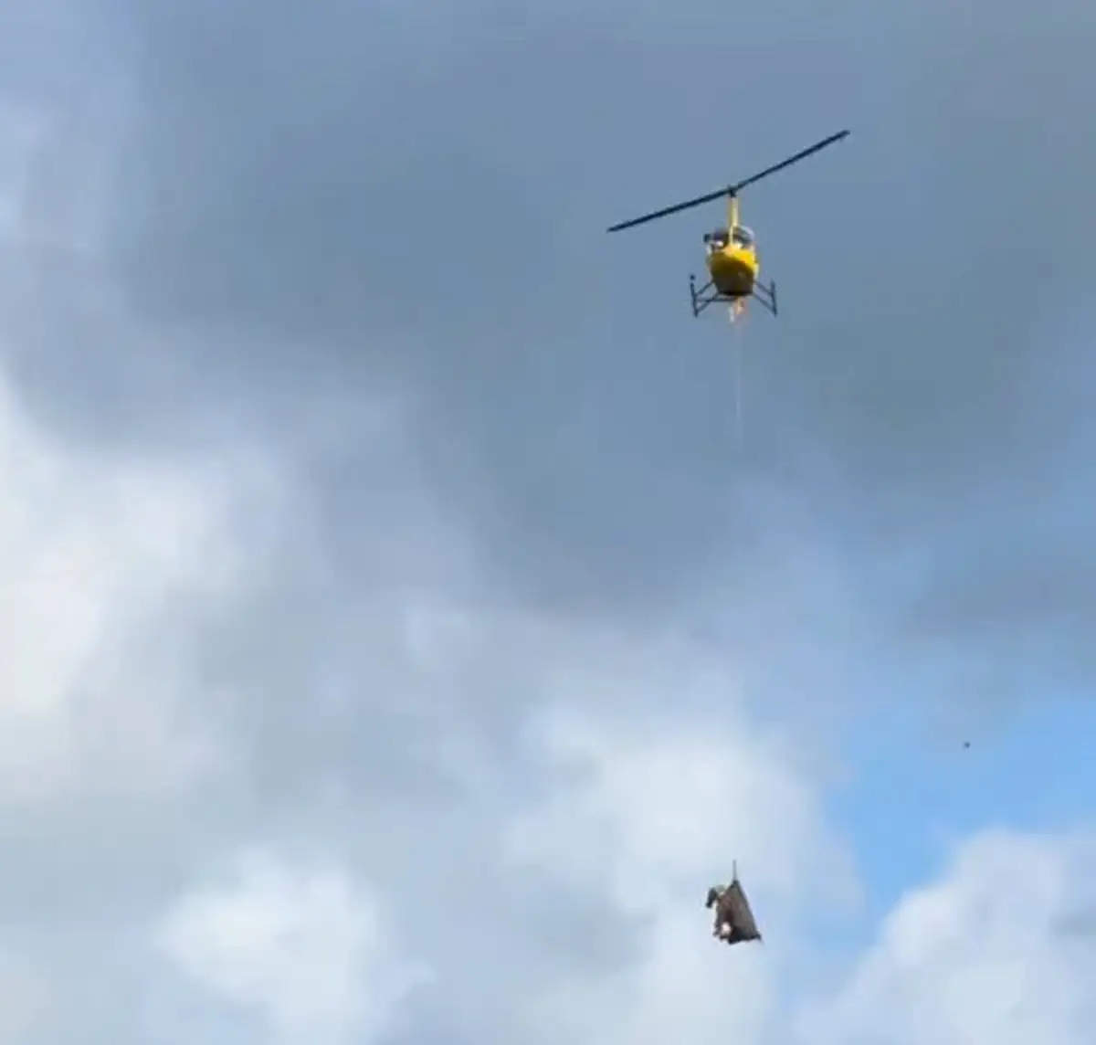 Capturan a la cebra Ed fugitiva que se volvió viral en redes (VIDEO)