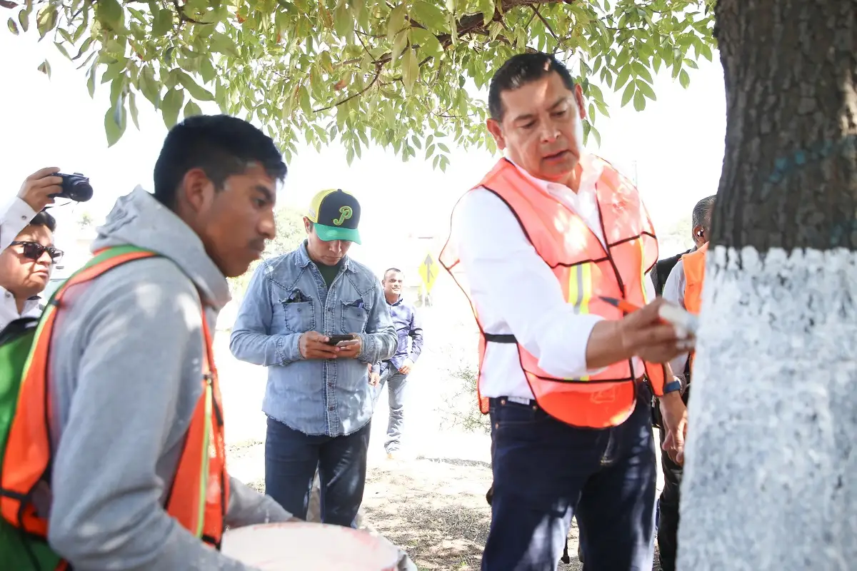 Con encalado, basado en criterios técnico-científicos, se protege arbolado urbano 1 Con encalado, basado en criterios técnico-científicos, se protege arbolado urbano