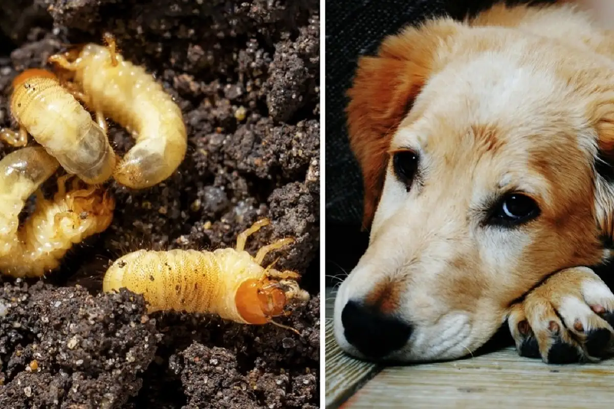 Detectan primer caso de gusano barrenador en un perro en Oaxaca; emiten alerta sanitaria 1 Detectan primer caso de gusano barrenador en un perro en Oaxaca