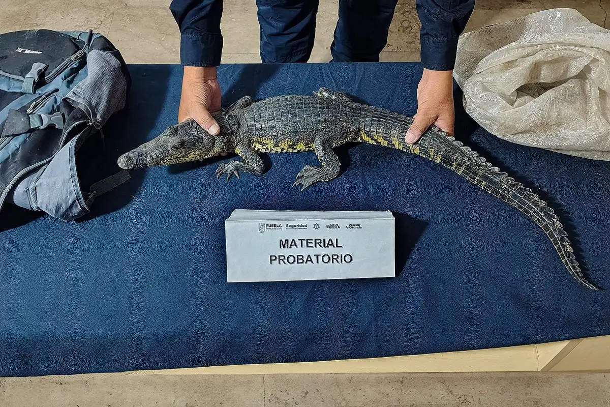 FOTOS: Encuentran cocodrilo en una mochila abandonada en el Zócalo de Puebla 1 Encuentran cocodrilo de pantano en mochila abandonada en el Zócalo de Puebla