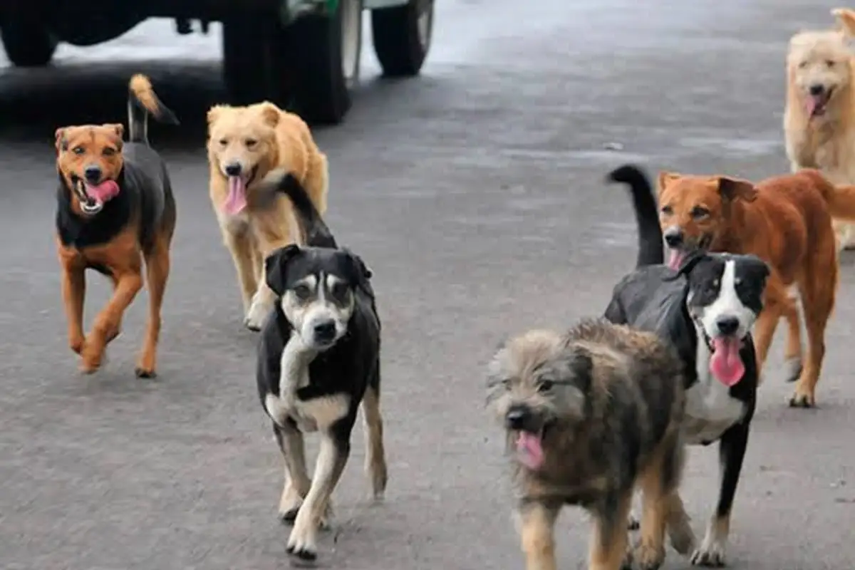 "Perros asesinos": Joven de 15 años muere atacada por una jauría mientras los alimentaba 1 Joven de 15 años muere atacada por una jauría mientras los alimentaba