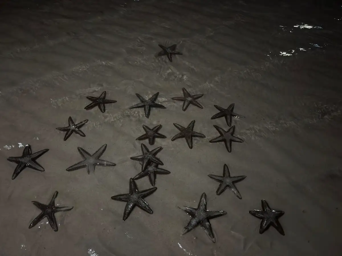 Mar se retira en puerto de Progreso y estas son las mejores FOTOS 4 Mar se retira en puerto de Progreso y estas son las mejores FOTOS