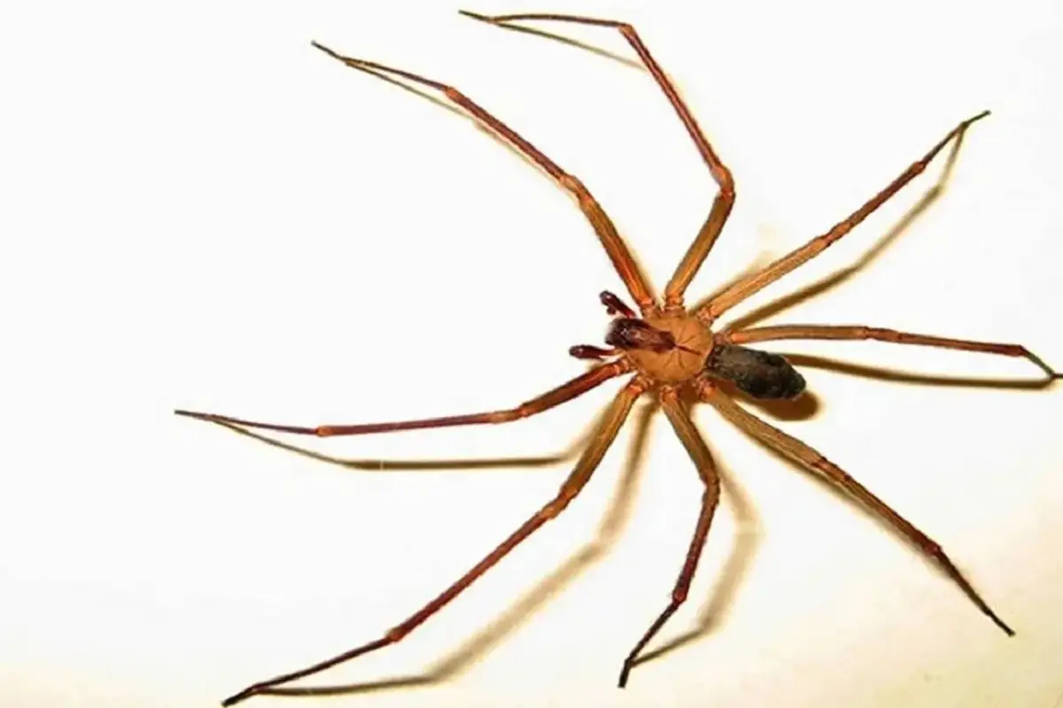 Muere un hombre en Chihuahua por mordedura de una araña violinista
