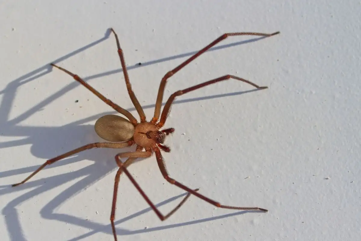 Muere un hombre en Chihuahua por mordedura de una araña violinista 1 Muere un hombre en Chihuahua por picadura de una araña violinista