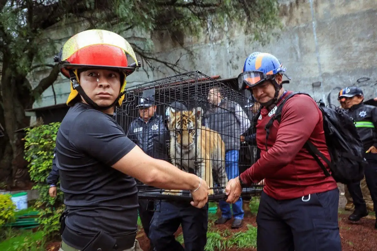 Rescatan a tigresa de bengala que pretendían vender en Naucalpan