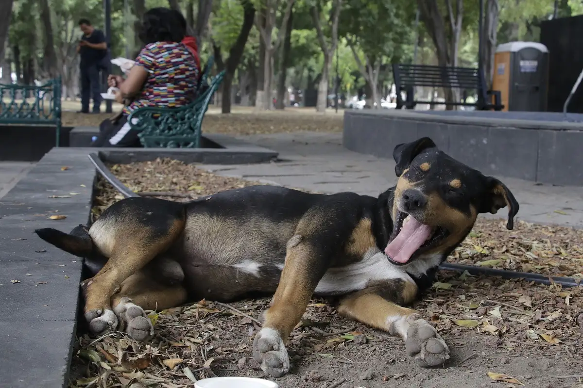Solo han judicializado dos casos de maltrato animal en Puebla de más de mil 800 reportes 1 Solo han judicializado dos casos de maltrato animal en Puebla de más de mil 800 reportes