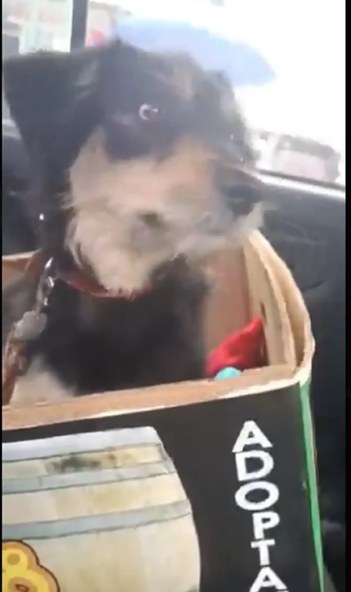 El perrito Blacky es adoptado luego de que un indigente le robara su cobija en Iztapalapa