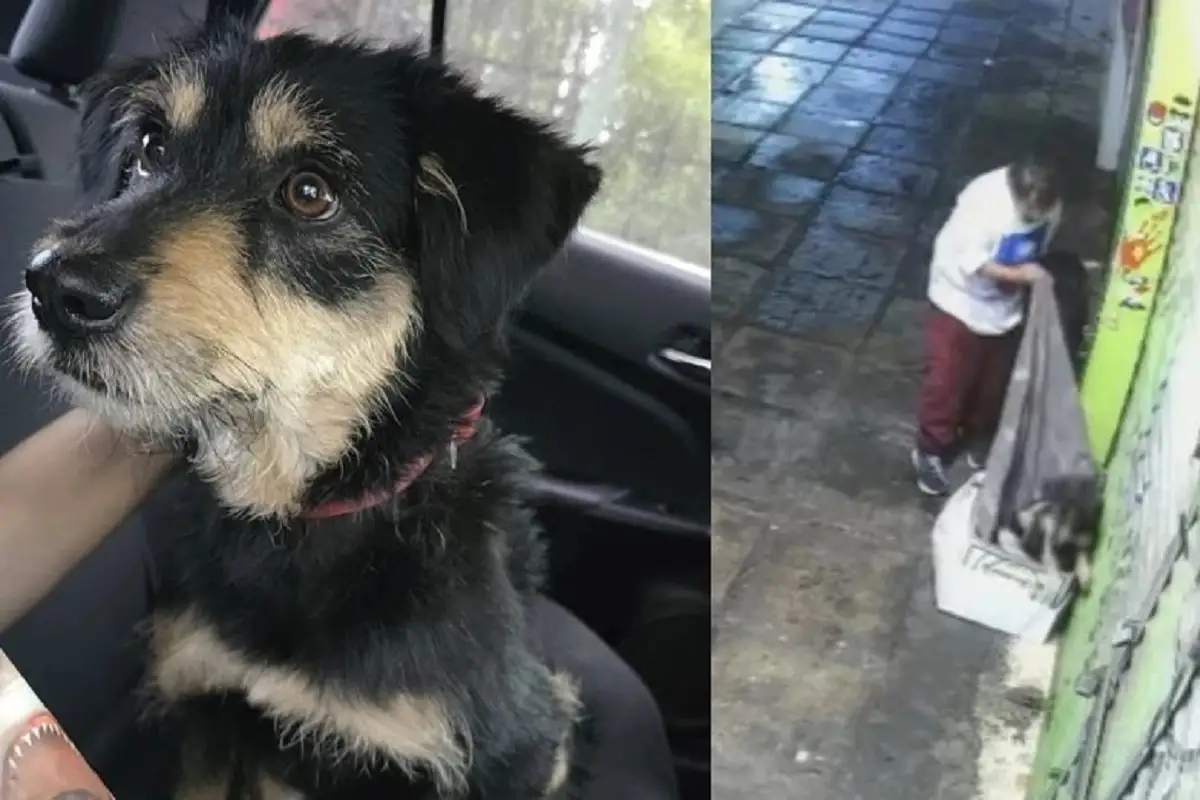 ¡Final feliz! Blacky, el perrito víctima de la delincuencia es adoptado en Iztapalapa (VIDEO) 1 Blacky, el perrito víctima de la delincuencia es adoptado en Iztapalapa