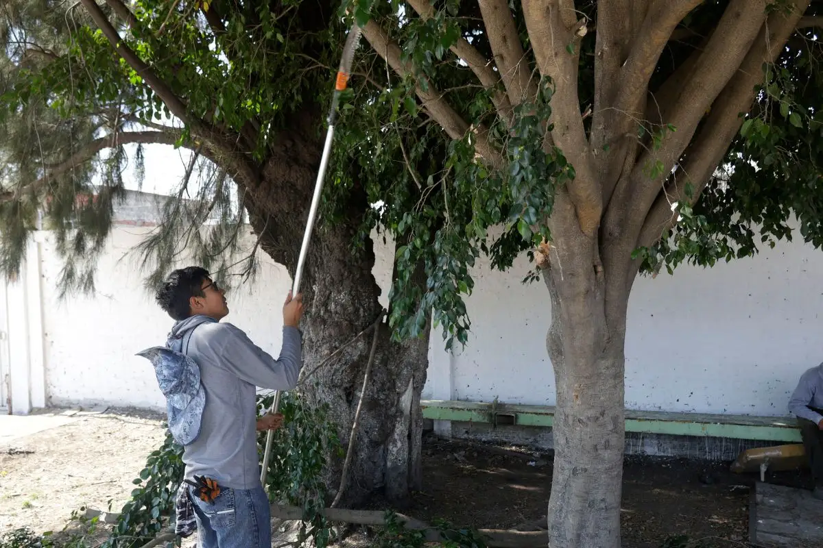 Más de 20 árboles caídos en Puebla durante temporada de lluvias 2025 2 Recientes lluvias dejan más de 20 árboles caídos en Puebla