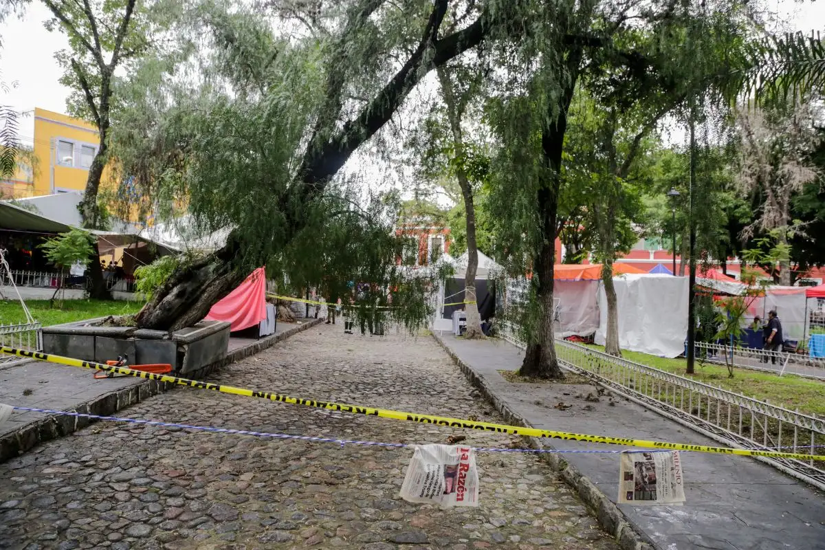 Más de 20 árboles caídos en Puebla durante temporada de lluvias 2025 1 Recientes lluvias dejan más de 20 árboles caídos en Puebla