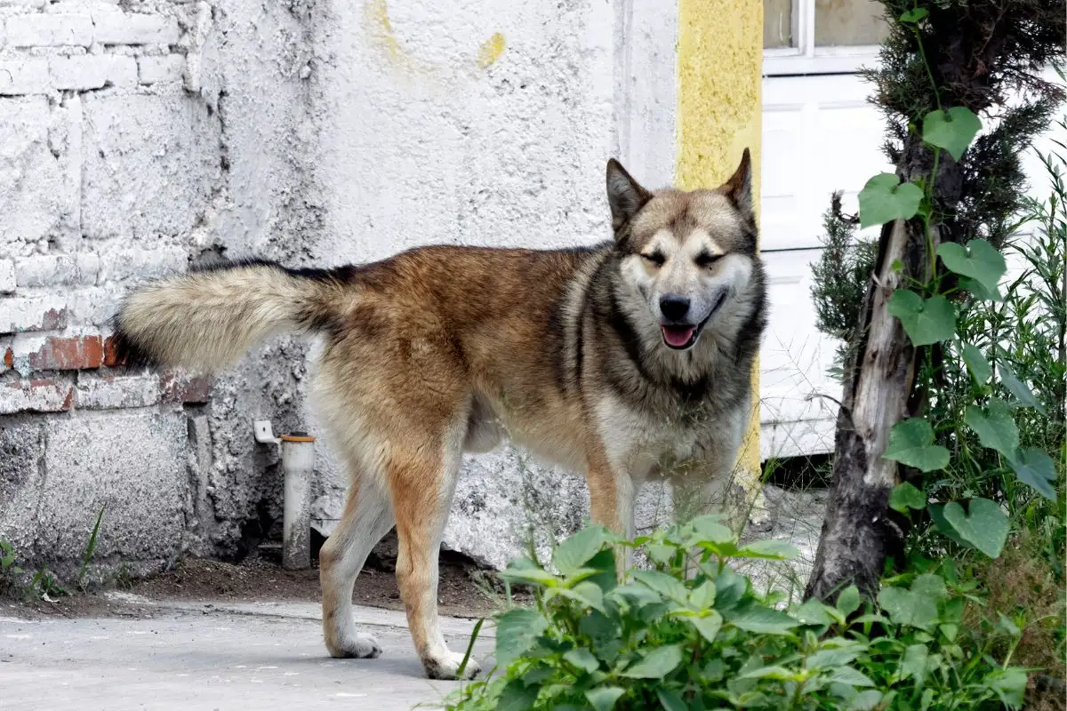 Delincuente disparó contra perritos en San Jerónimo Caleras