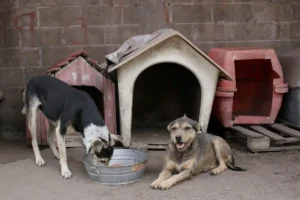 Delincuente disparó contra perritos en San Jerónimo Caleras