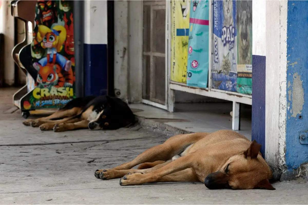 Reportan envenenamiento de perros en colonias de Puebla