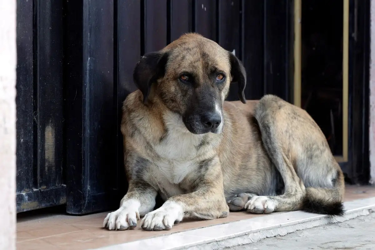 Reportan envenenamiento de perros en colonias de Puebla