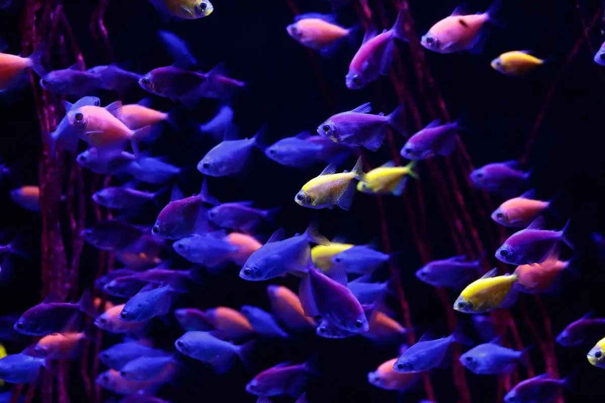 Noche de Museos Puebla del 14 de junio