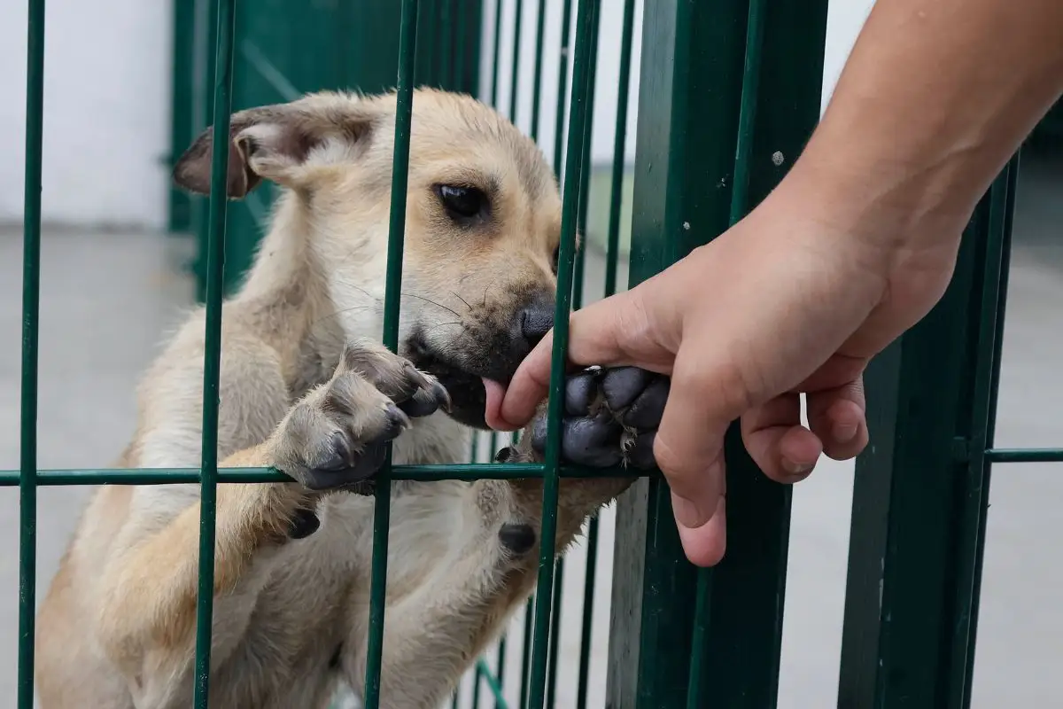 perro murió en Bosques de Manzanilla