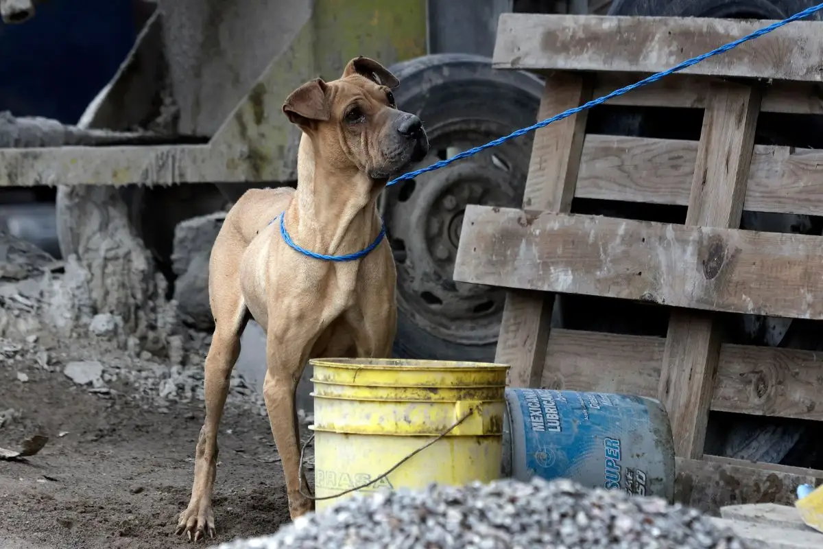 Perrito en Bosques de Manzanilla muere al intentar entrar a su casa; lo dejaron afuera en la lluvia 1 perro murió en Bosques de Manzanilla