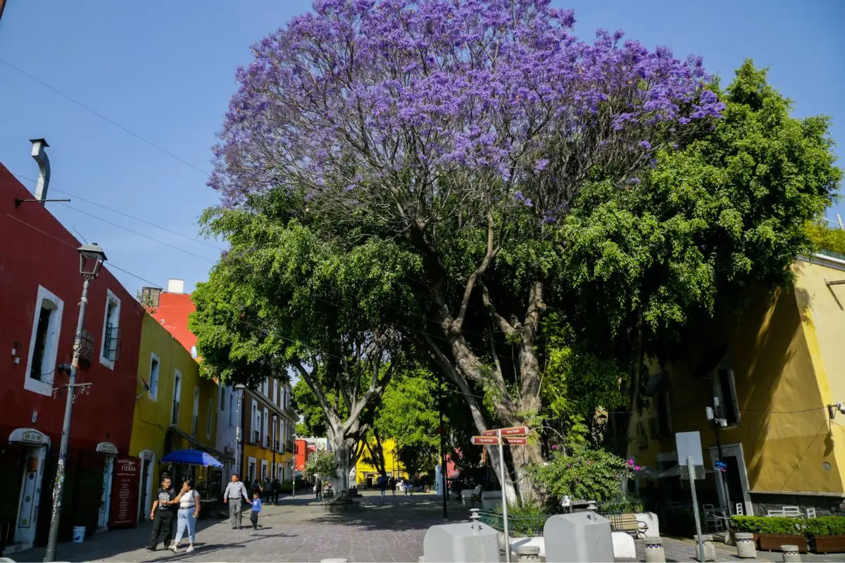 Avalan uso de cal en árboles: ayuntamientos deberán regular su aplicación