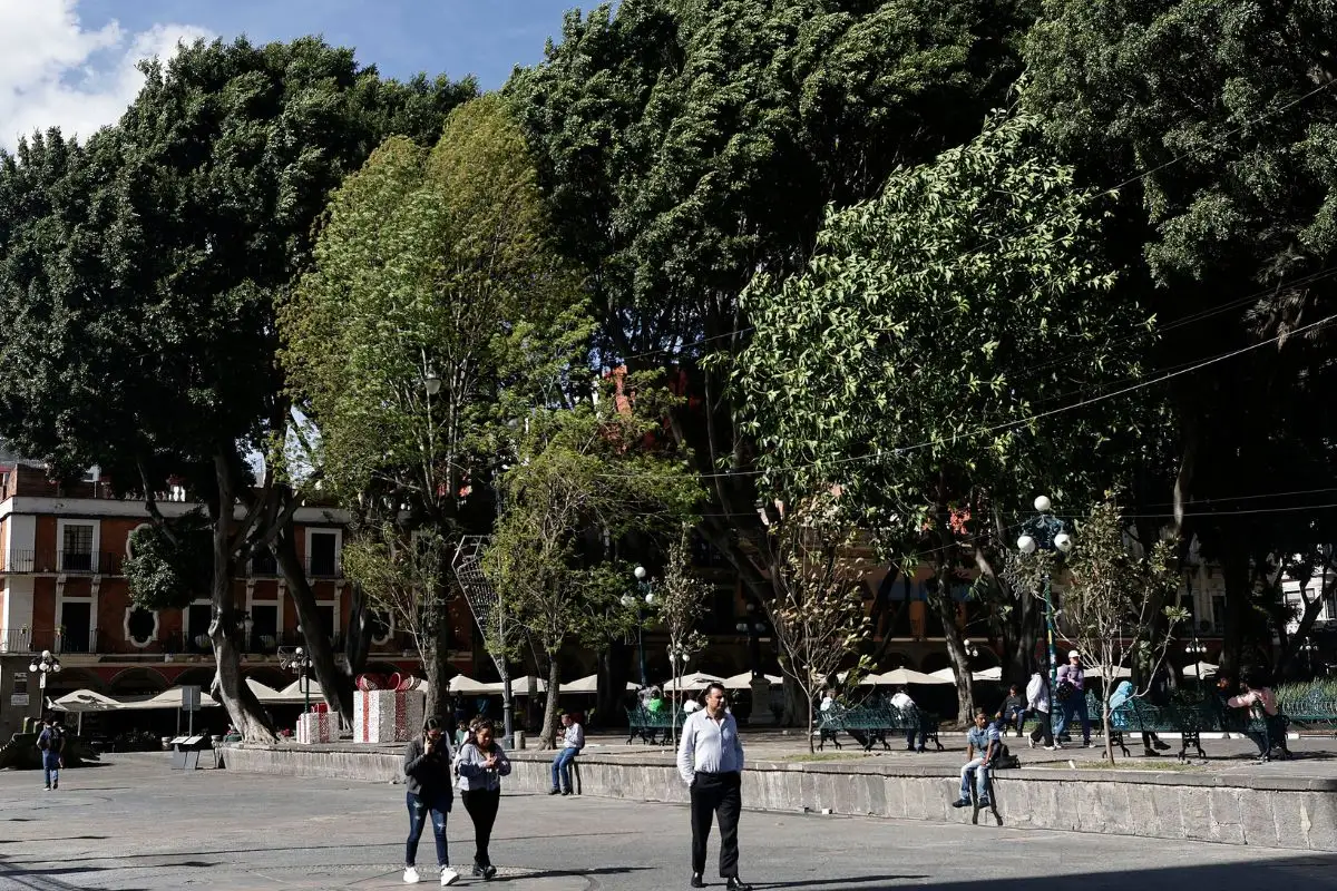 Avalan uso de cal en árboles: ayuntamientos deberán regular su aplicación 1 Avalan uso de cal en árboles: ayuntamientos deberán regular su aplicación