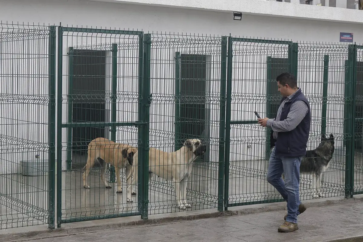 Construcción del nuevo Centro de Bienestar Animal de Puebla durará 10 meses