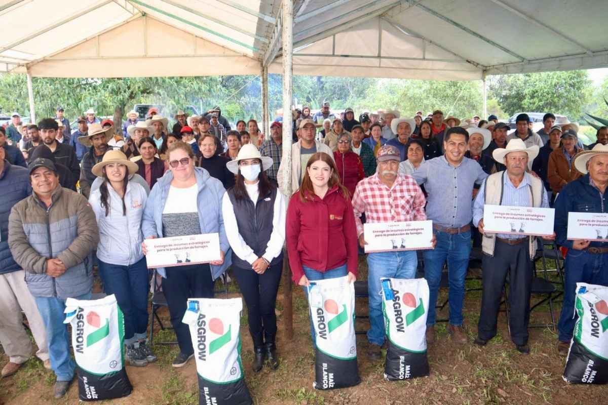 En Ayotla Bety Sanchez inicia programa de entrega de maiz mejorado para forraje beneficia a mas de 100 productores 2