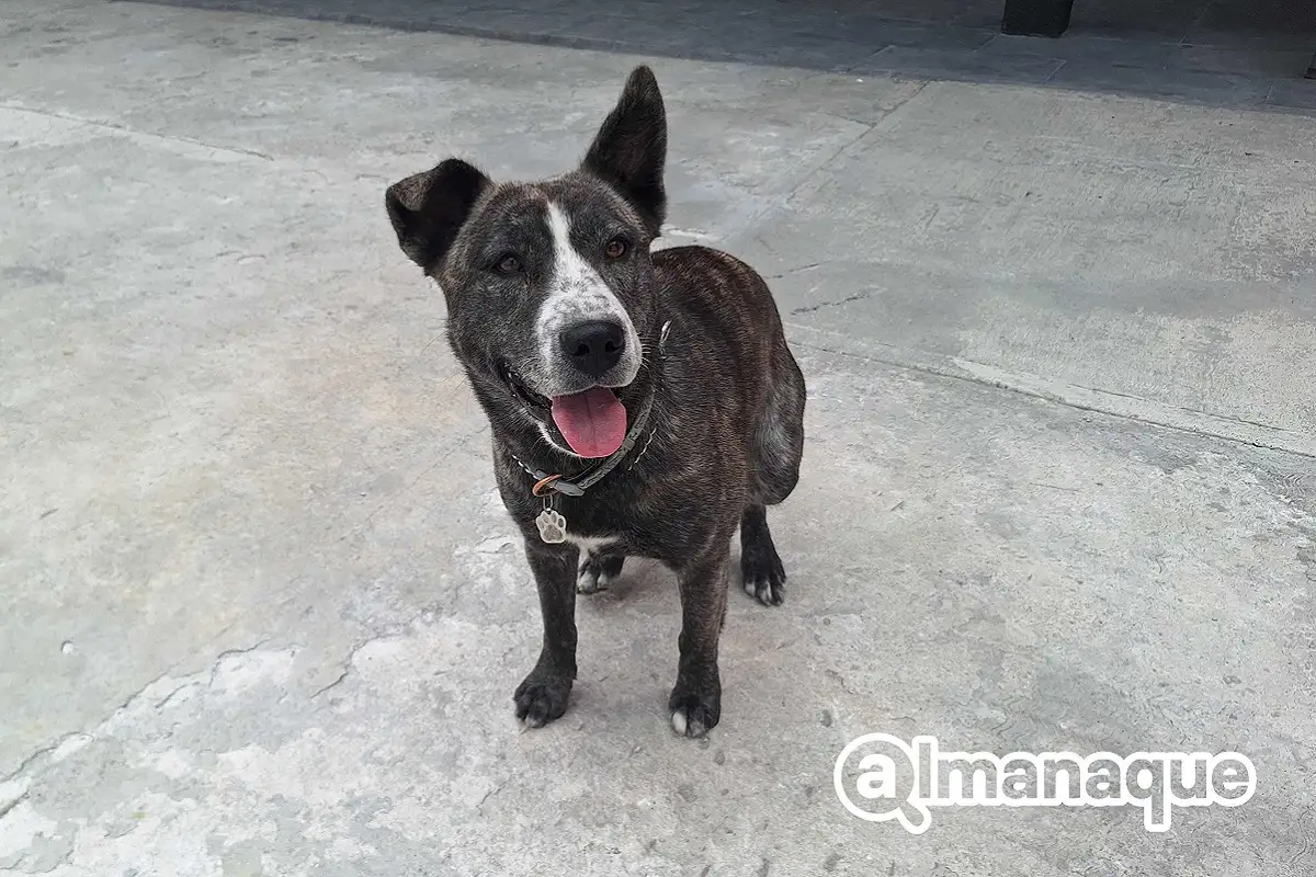 Patri” se suma a los lomitos que puedes conocer en el Centro de Puebla