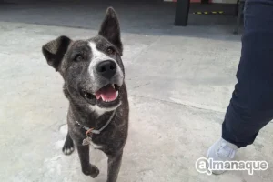 Patri” se suma a los lomitos que puedes conocer en el Centro de Puebla