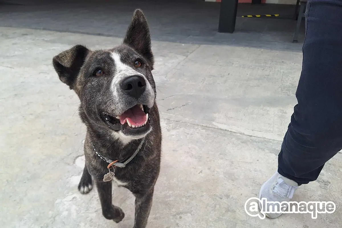 “Patri” se suma a los lomitos que puedes conocer en el Centro de Puebla 1 Patri” se suma a los lomitos que puedes conocer en el Centro de Puebla