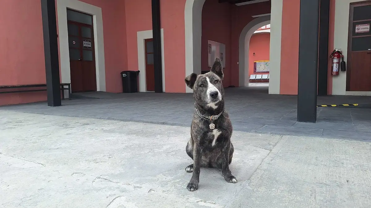 Patri” se suma a los lomitos que puedes conocer en el Centro de Puebla