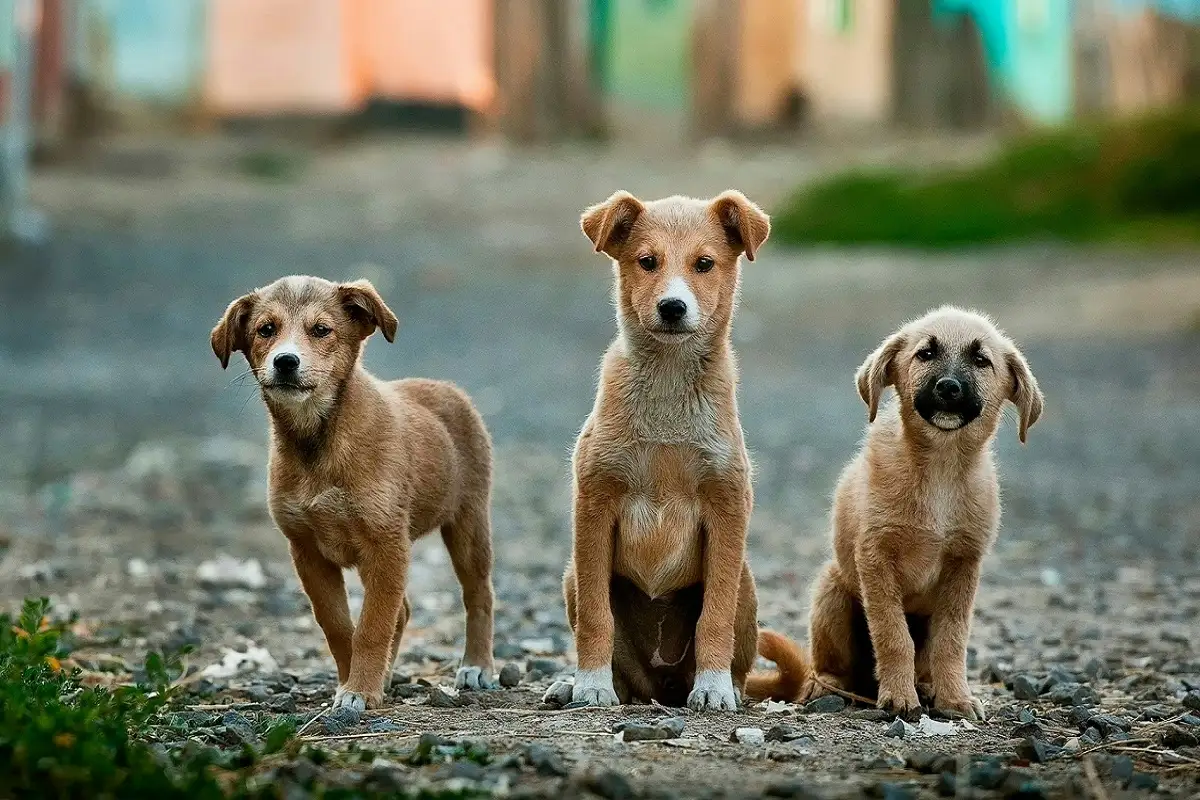 ¿Podrías pasar 8 años de cárcel por abandono de animales en Puebla? 1 Podrías pasar 8 años de cárcel por abandono de animales en Puebla