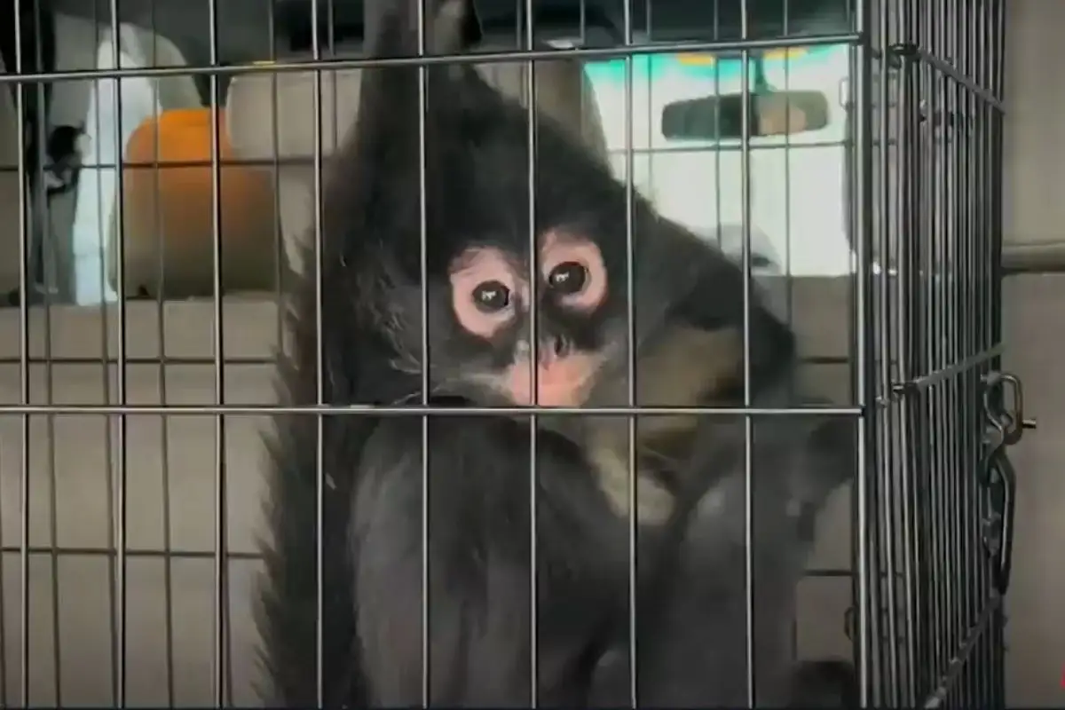 Rescatan a moño araña en Puebla