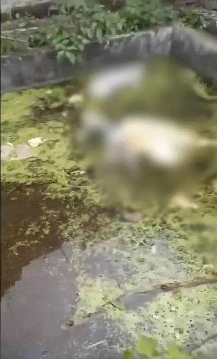 fosa de agua en la colonia Santa María