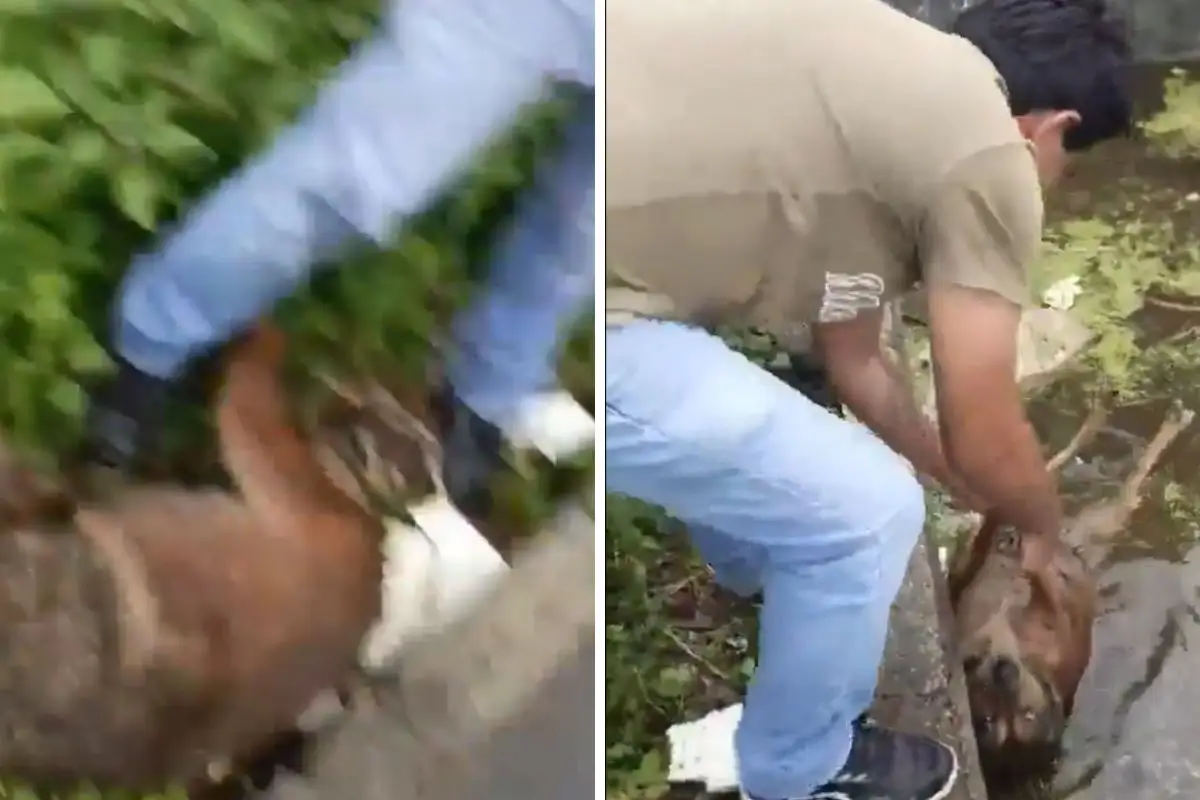 Piden tapar fosa de agua en colonia Santa María; ya murieron perros ahogados 1 fosa de agua en la colonia Santa María