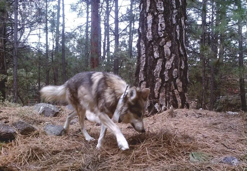 Así fue captado por primera vez un lobo mexicano 