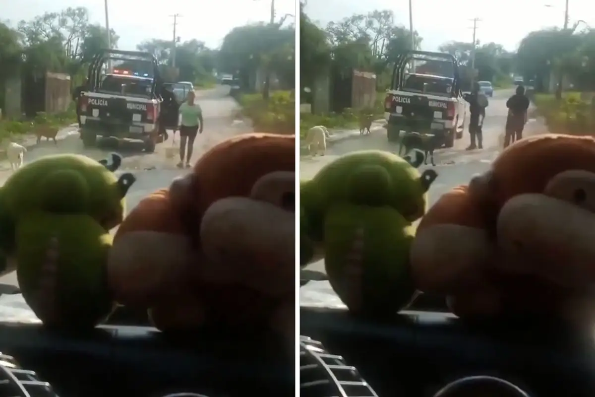 Otra vez policías de Miahuatlán atropellan a perrito y lo meten a la batea de patrulla para escapar 1 Policías de Miahuatlán vuelven a atropellar a perro