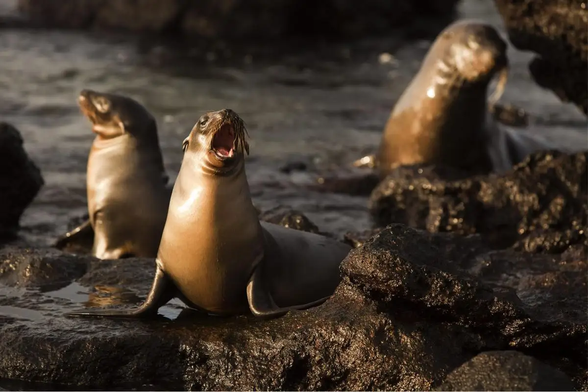 Leones marinos se tiran al mar durante el temblor en Rusia