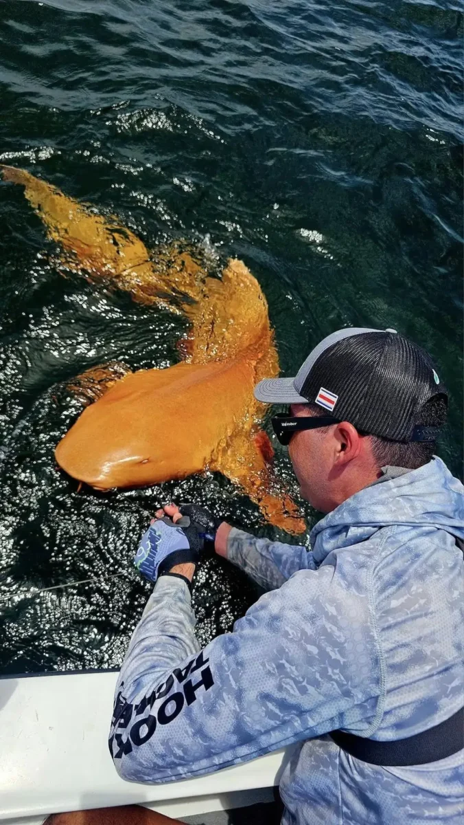 Pescador captura al único tiburón naranja