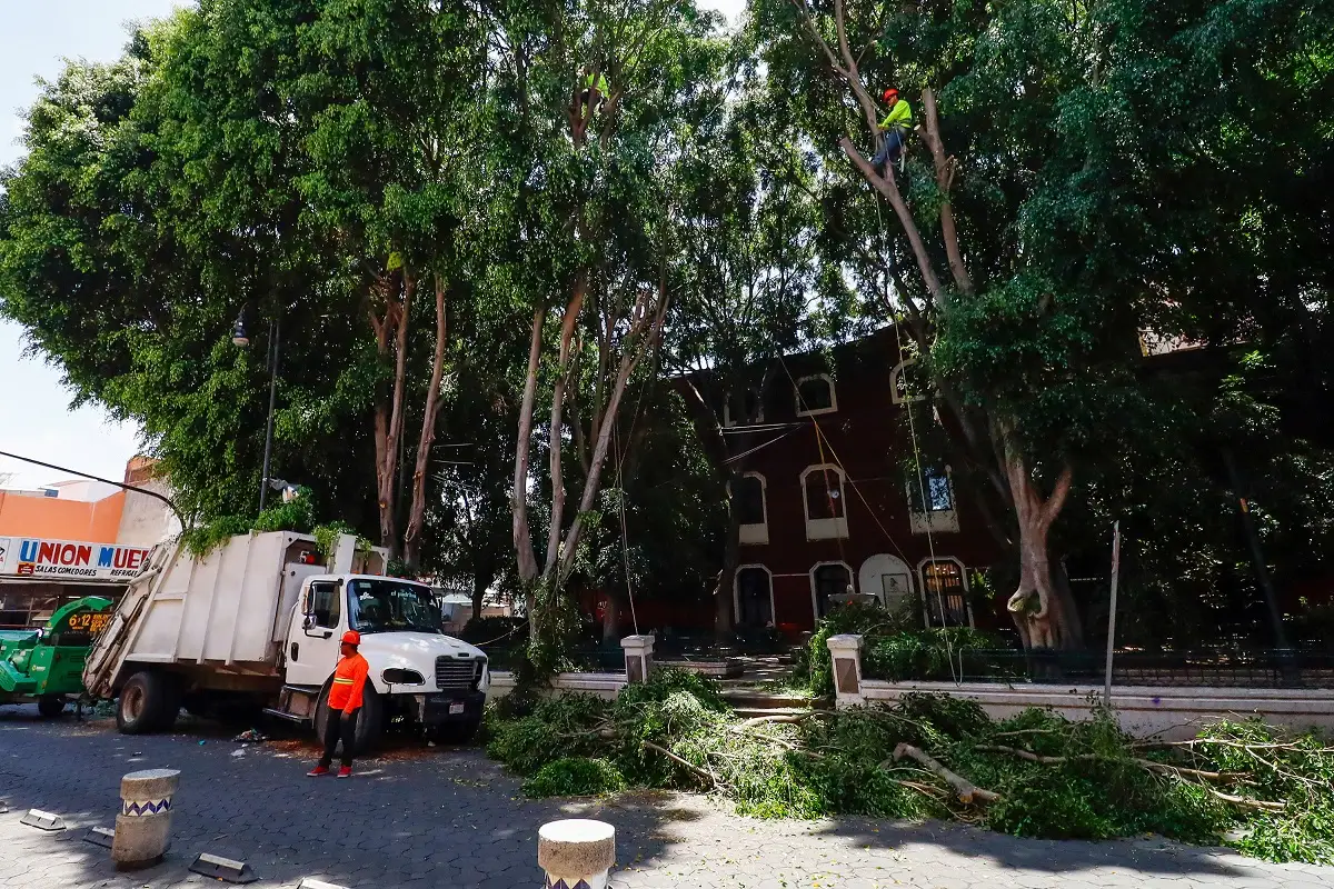8 mil árboles pendientes por podar dejó la administración de Adán Domínguez 1 8 mil árboles pendientes por podar dejó la administración de Adán Domínguez