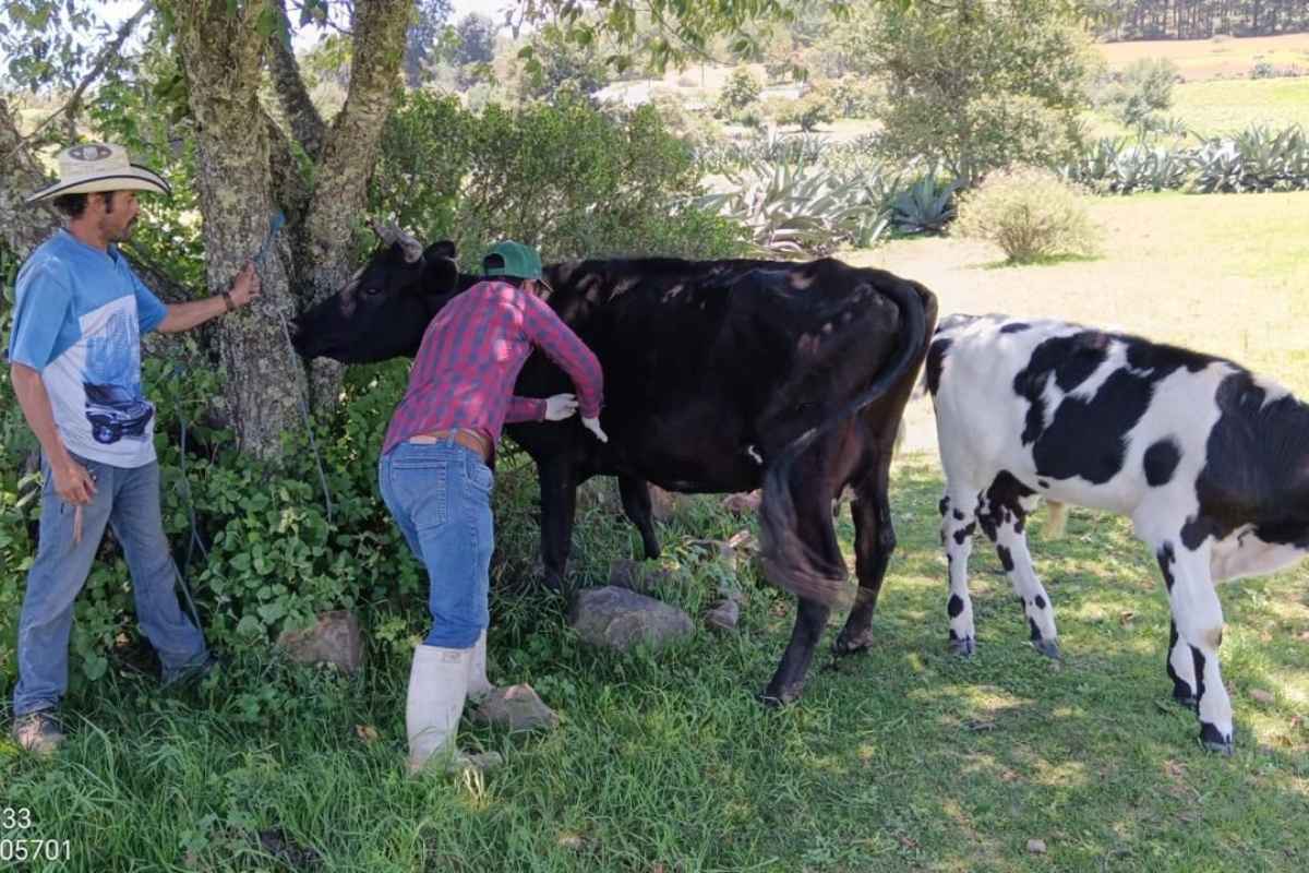 Avanza el Programa de Desparasitación y Vitaminización de Ganado en Zacatlán 2 Avanza el Programa de Desparasitación y Vitaminización de Ganado en Zacatlán