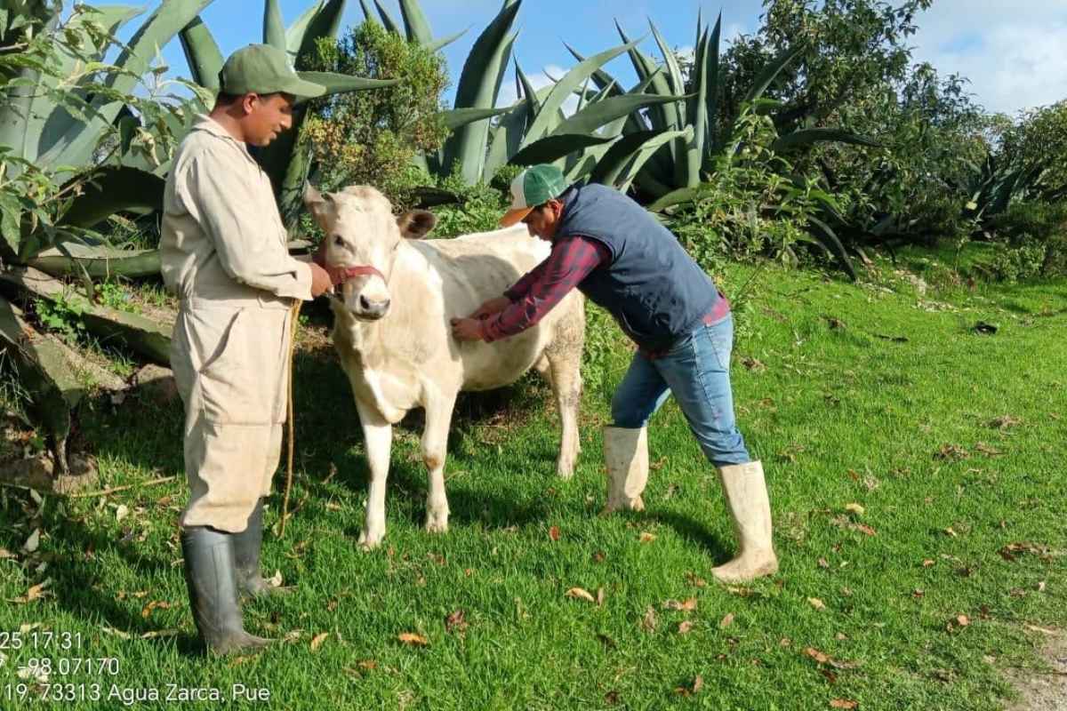 Avanza el Programa de Desparasitación y Vitaminización de Ganado en Zacatlán1