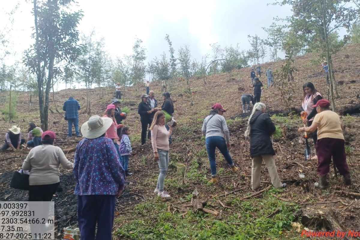 Penúltima jornada de reforestación 2025; Zacatlán va por la meta de 320 mil árboles para este año