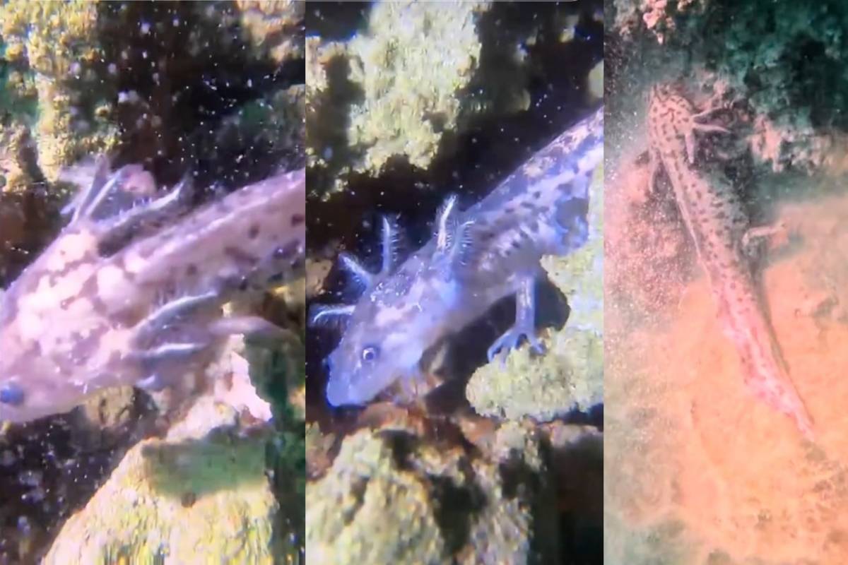 ¿Es legal? Buzos graban a los ajolotes de la Laguna de Alchichica