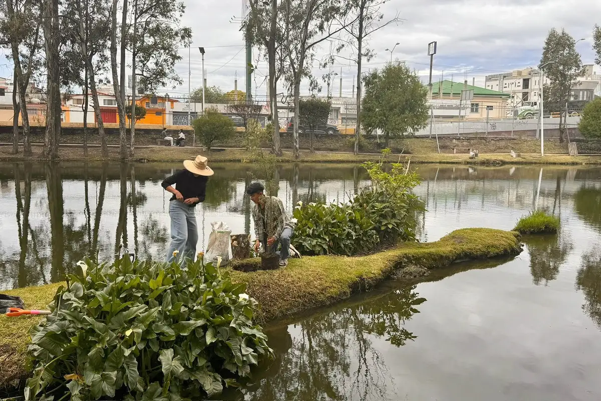 Raíces que nos unen: BUAP siembra ahuehuetes en Ciudad Universitaria