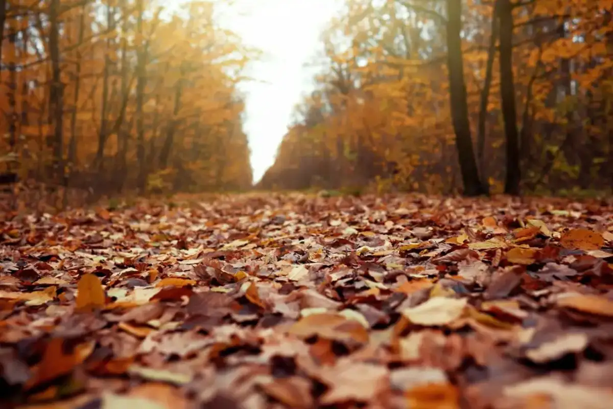 Equinoccio de otoño 2025 en México: ¿a qué hora es el cambio de estación? 1 Equinoccio de otoño 2025 en México