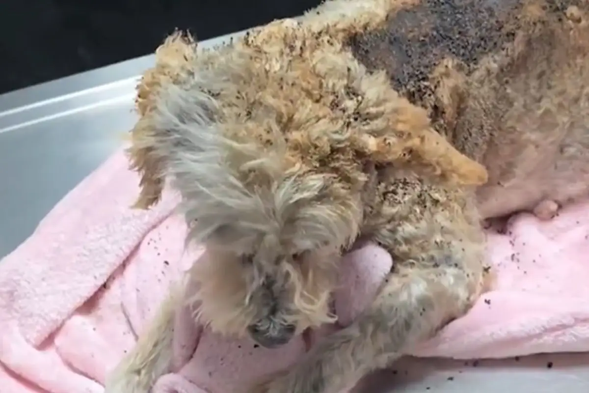 perrita embarazada sobrevive a explosión de la pipa en Iztapalapa
