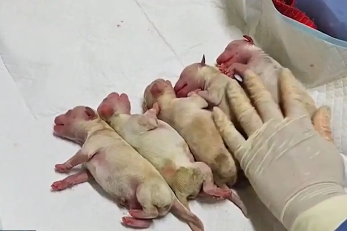 perrita embarazada sobrevive a explosión de la pipa en Iztapalapa