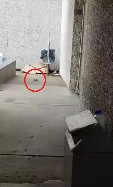 (VIDEO) Ratas se dan festín en los botes de basura del IMSS de La Margarita 2 ratas en el IMSS de La Margarita