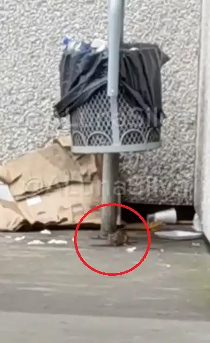 (VIDEO) Ratas se dan festín en los botes de basura del IMSS de La Margarita 3 ratas en el IMSS de La Margarita