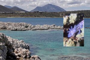 ¿Es legal? Buzos graban a los ajolotes de la Laguna de Alchichica